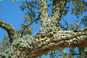 Cork tree bark