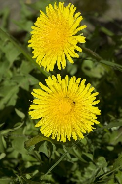 Dandelions can be beneficial to your eco garden