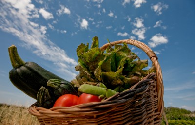 A basket of fresh vegetables from an eco garden
